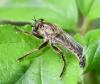 Machimus rusticus